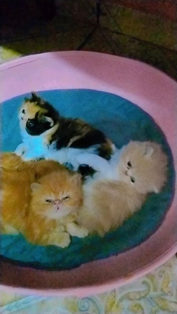 Gatinhos Persa - Foto 2