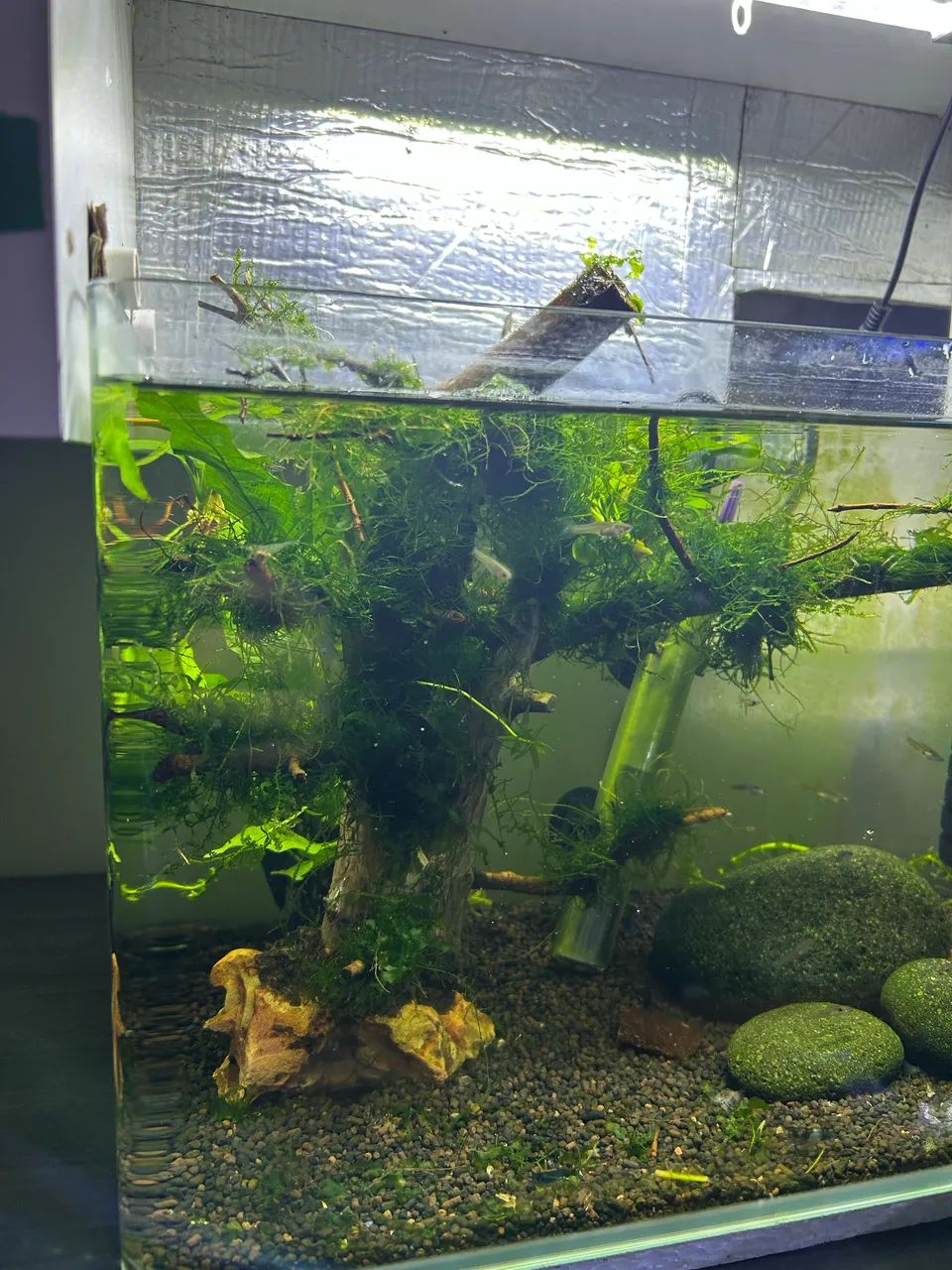 ? VENDO BONSAI DE MUSGO DE JAVA + ROUND PELIA ? - Foto 3