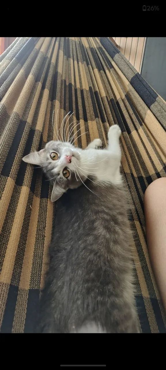 Doação de Gatinha  - Foto 3