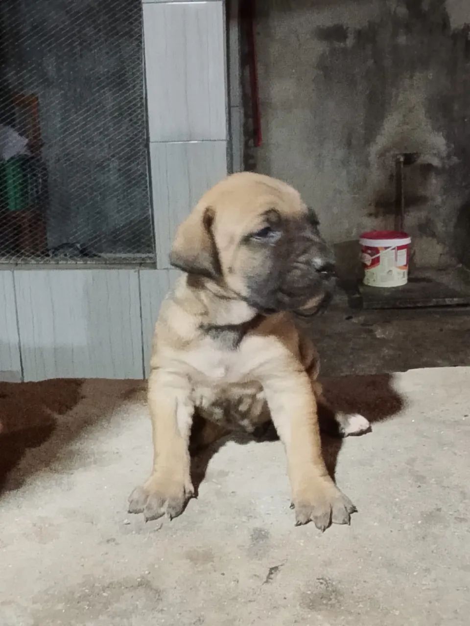 Fila brasileiro  - Foto 3