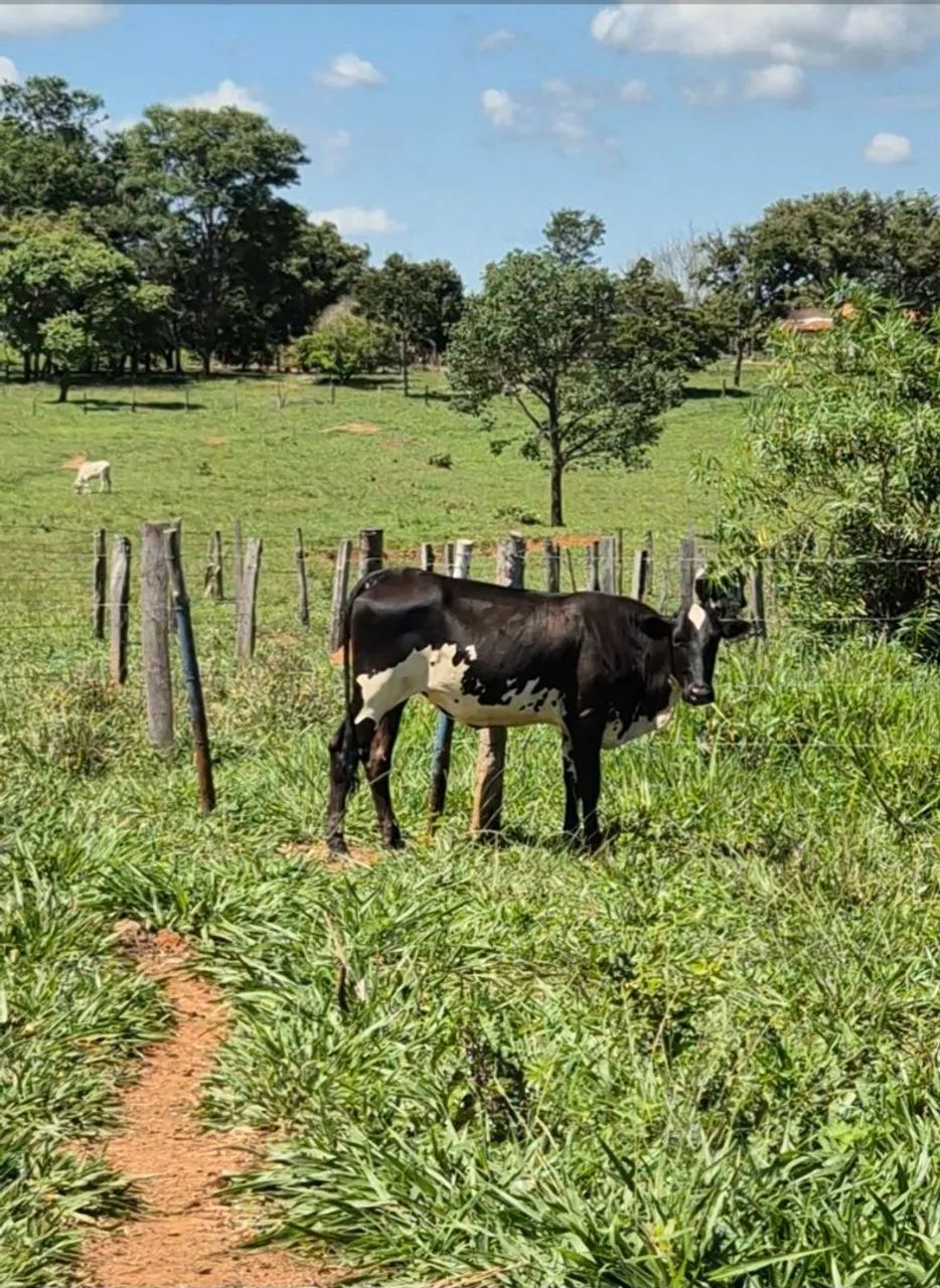 10 novilhas cruzada entre 18 a 20 mês $2.900 cada