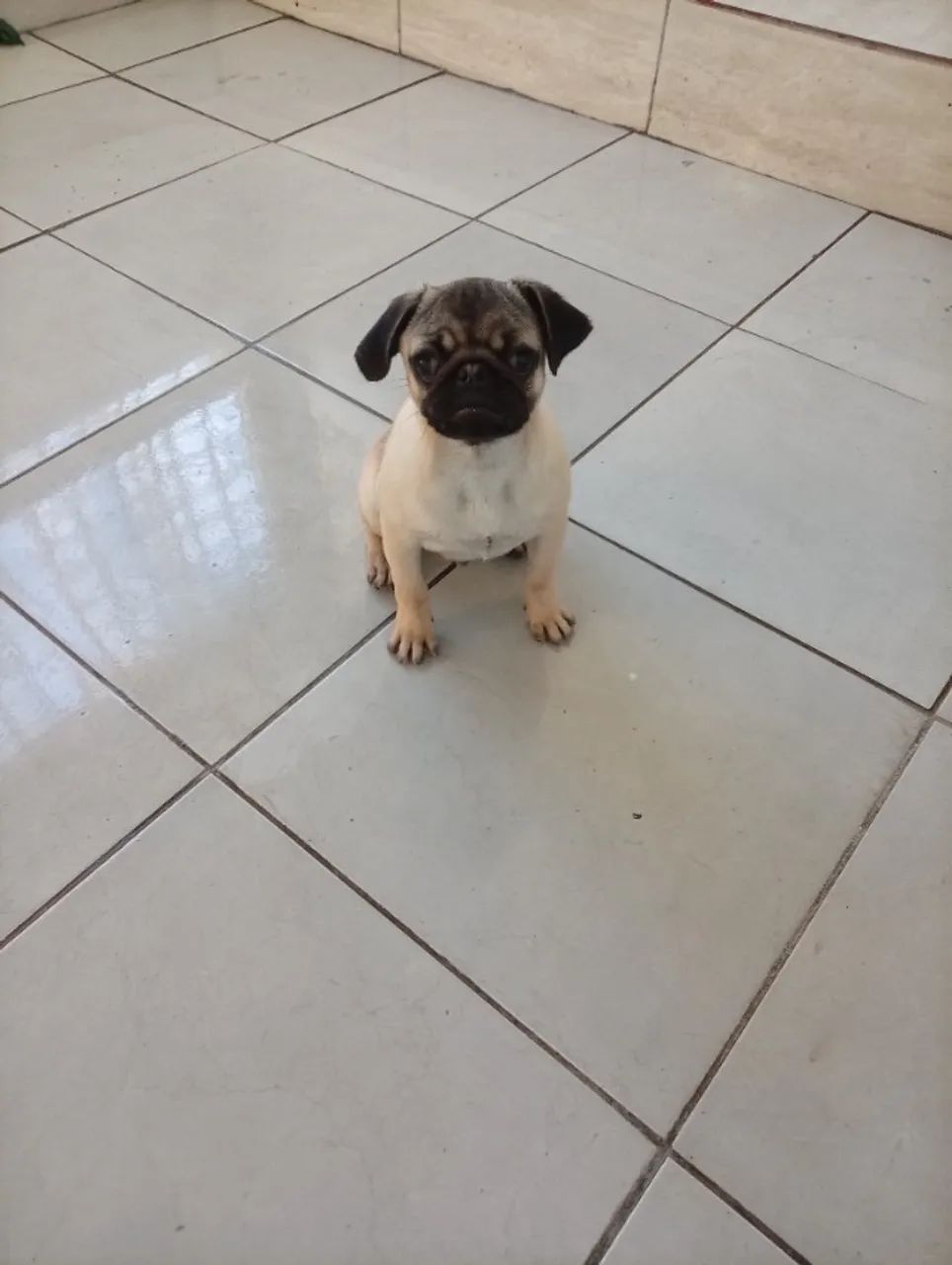 Filhote de Pug macho - 5 meses