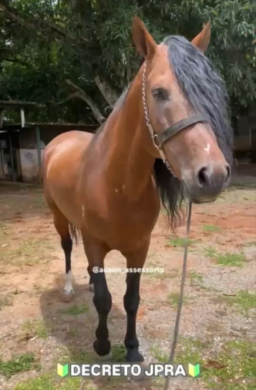 Vendo Cavalo Manga Larga Marchador! 8 anos. Oportunidade!