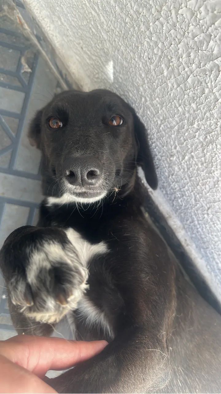 Doação de animais 