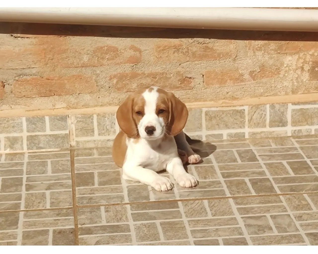 Com pedigree - beagle