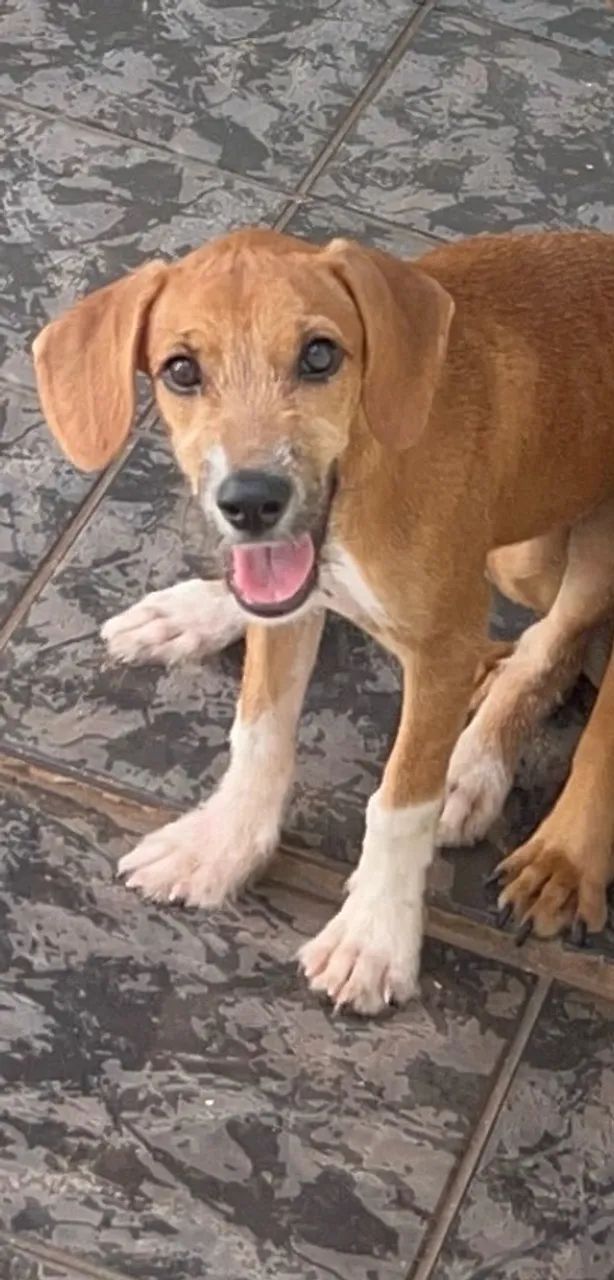 Cachorra Fêmea Vira Lata Porte Médio 