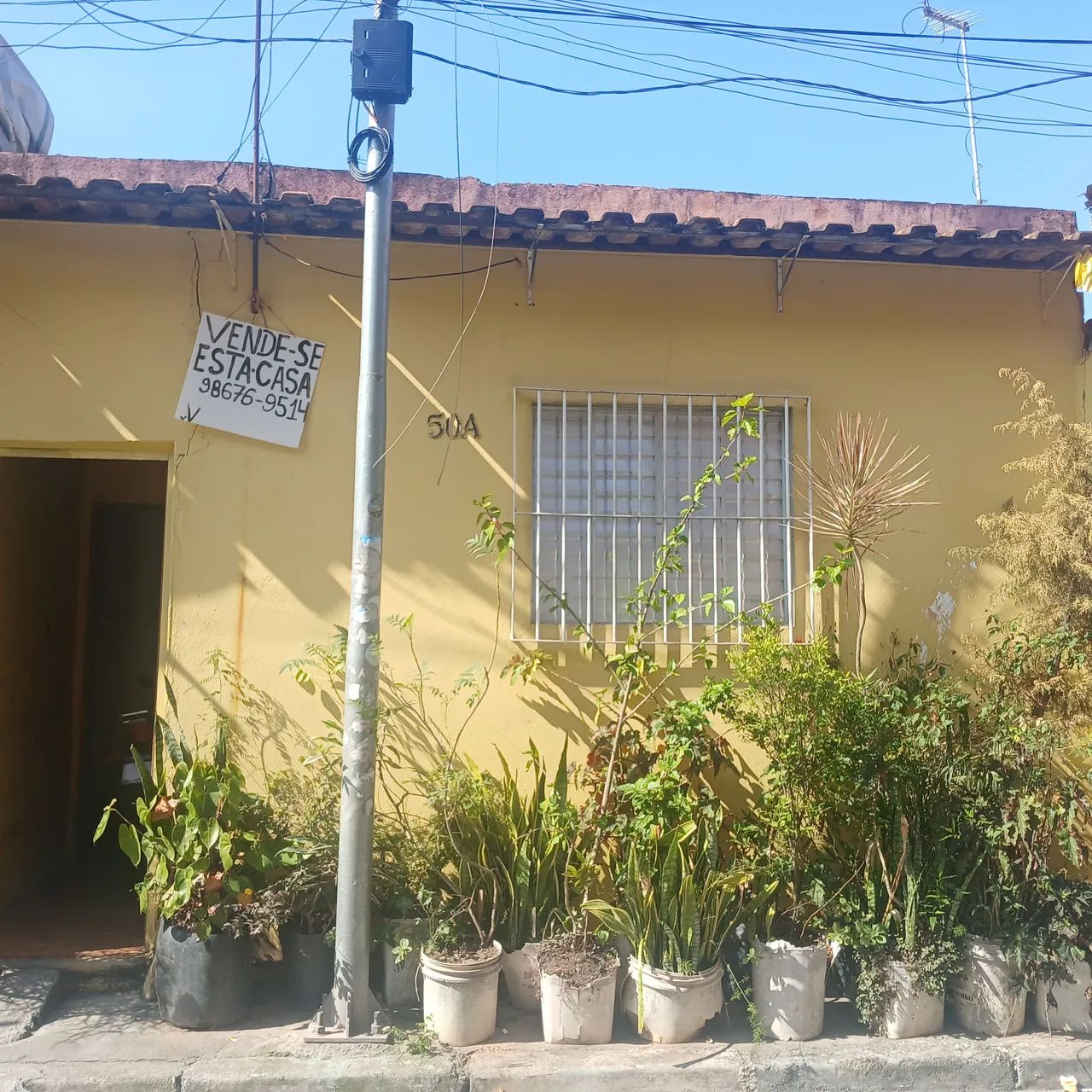 Foto - São Paulo - Jardim das Palmeiras
