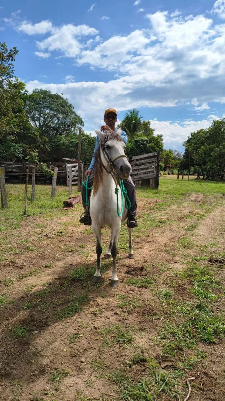 Égua mansa - Foto 3