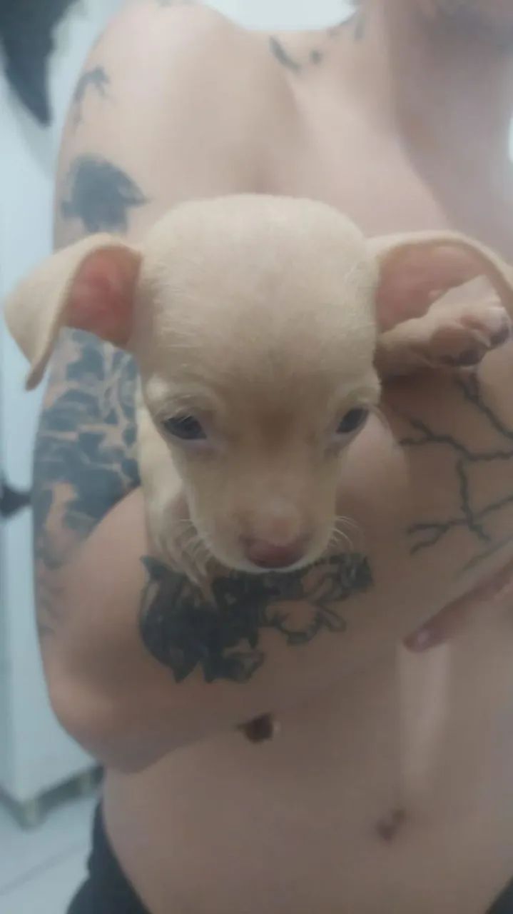 Pinscher 01 macho 