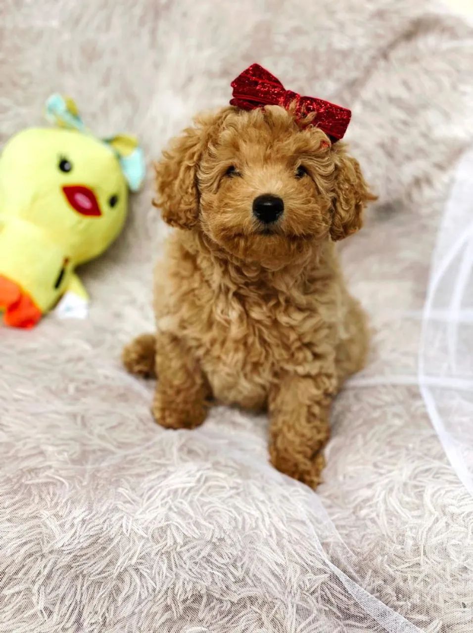 Poodle Red ou champanhe 