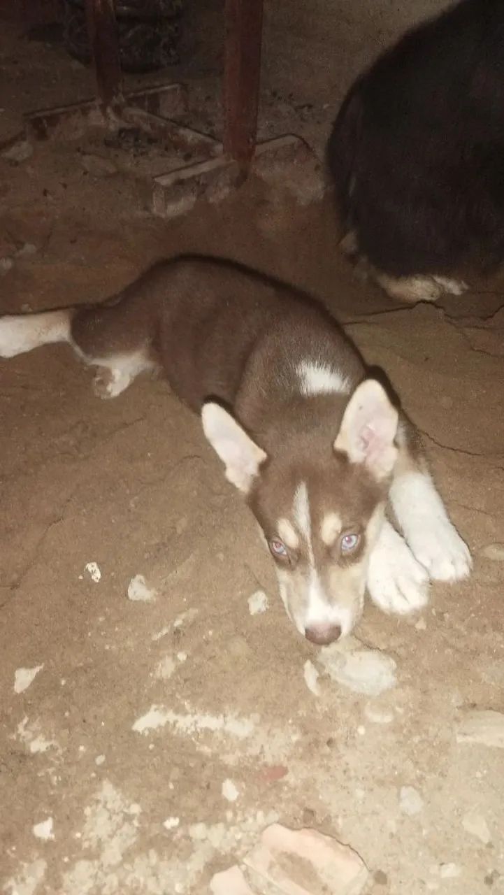 Filhotes de husky siberiano  - Foto 6