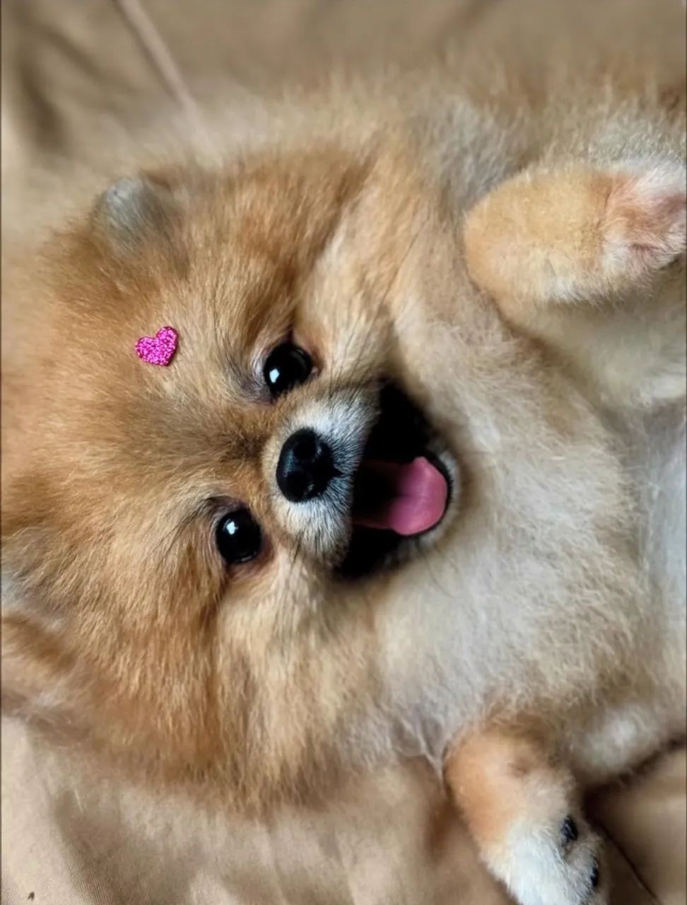 Spitz alemão anão -Melhor padrão em raça você garante em até 12x 