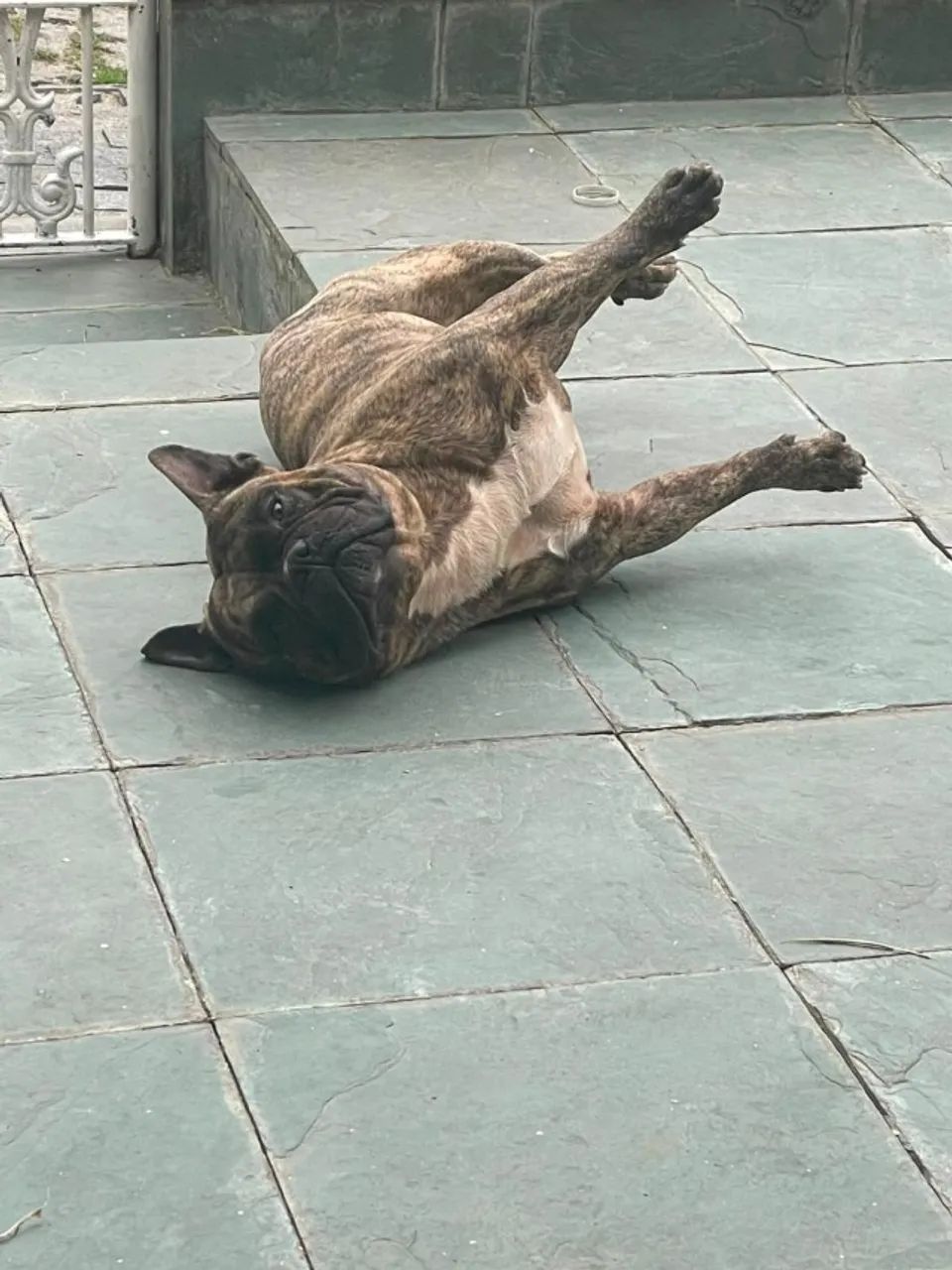Cães  - Foto 5
