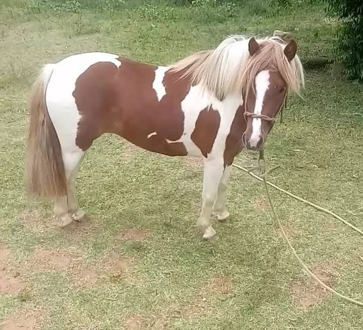 Linda pônei pampa