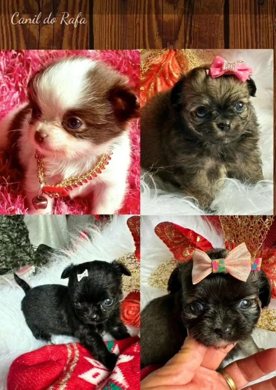 Spitz/ Bulldog/ chihuahua  - Foto 5
