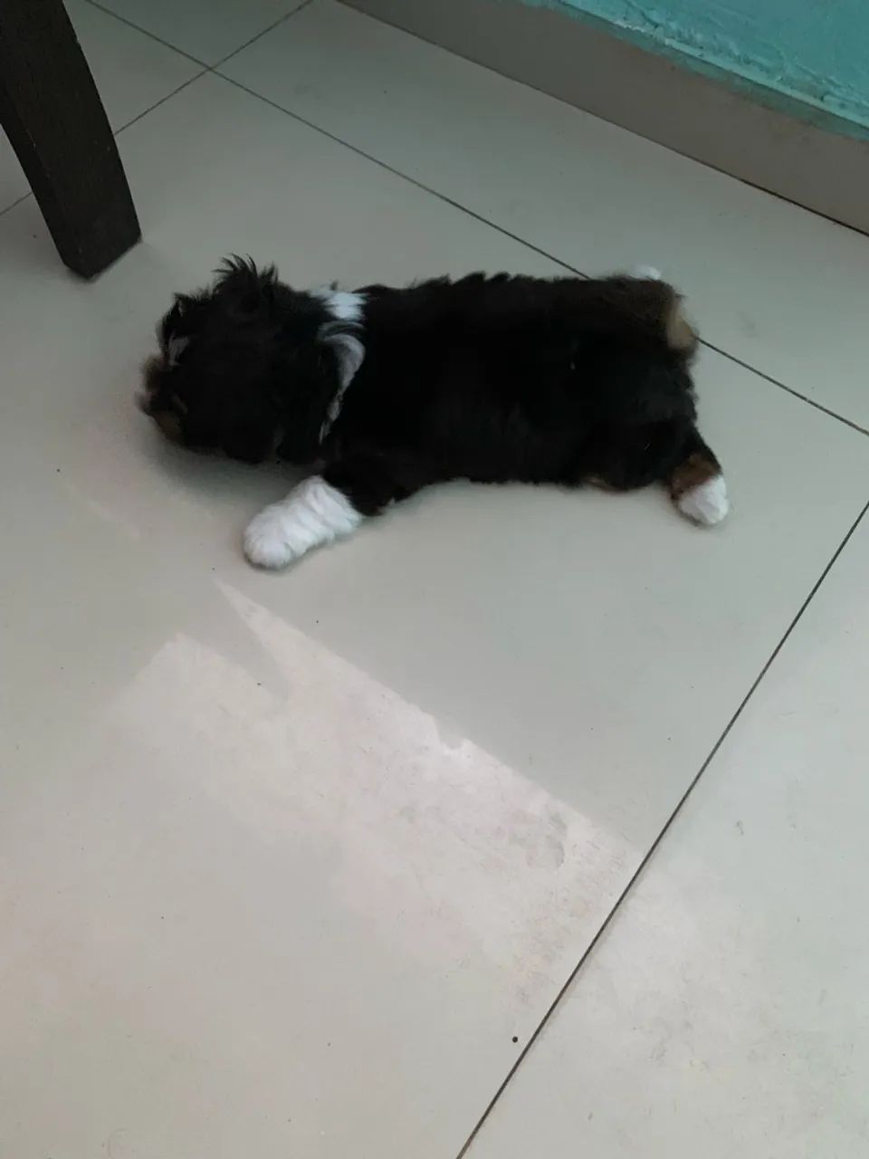 Shit shu - Foto 2