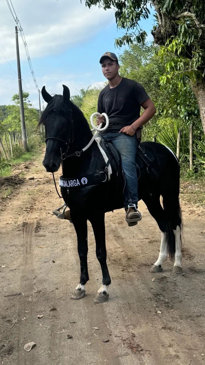 Cavalo pampa de preto novo lindo genuíno de picada 