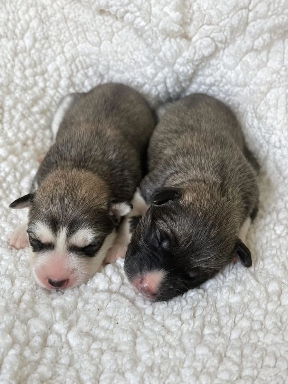 Husky Wooly - Foto 5