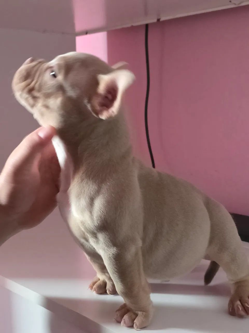 American bully - Foto 2