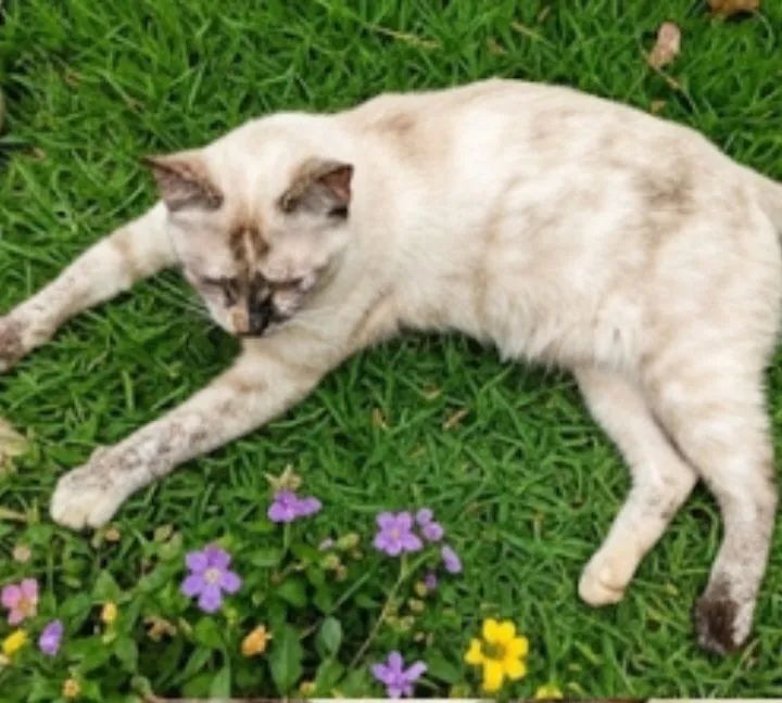 Doação de gata, amiga, calma. - Foto 4
