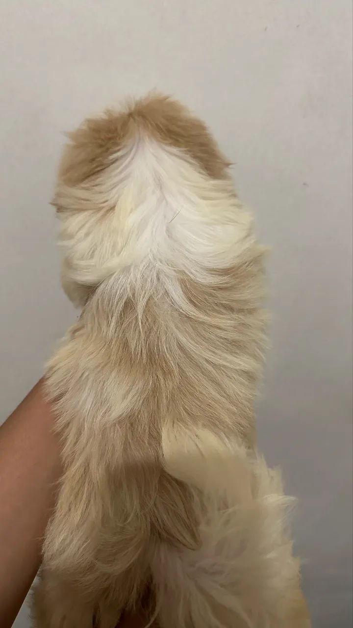 Micro Shitzu com dois meses a pronta entrega  - Foto 2