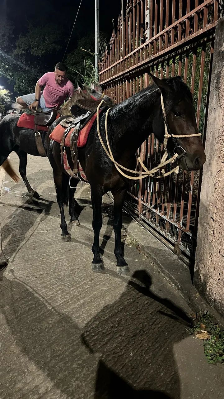 Cavalo 
