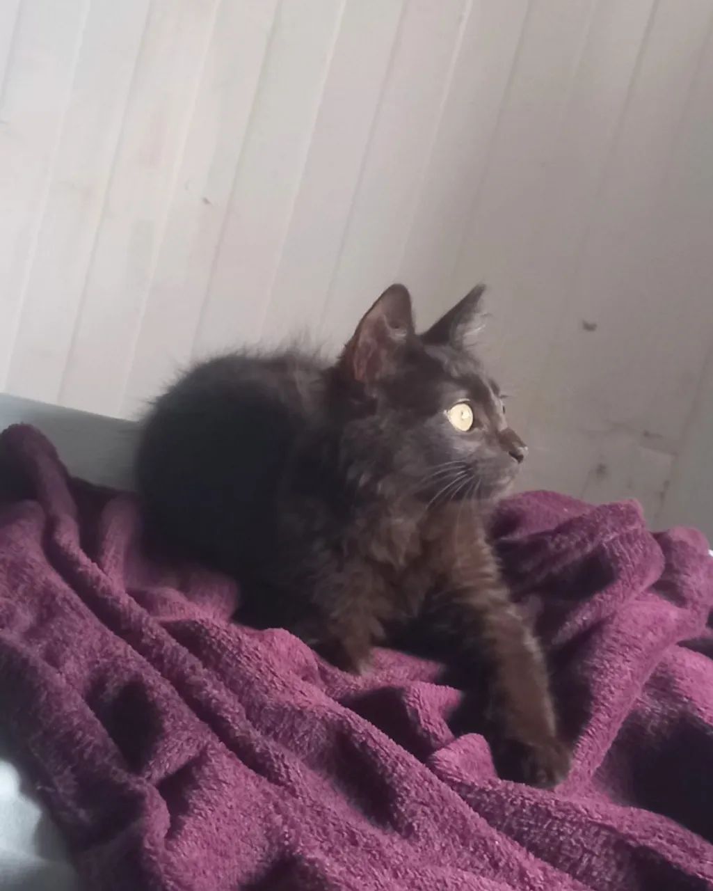 Gata - Foto 2