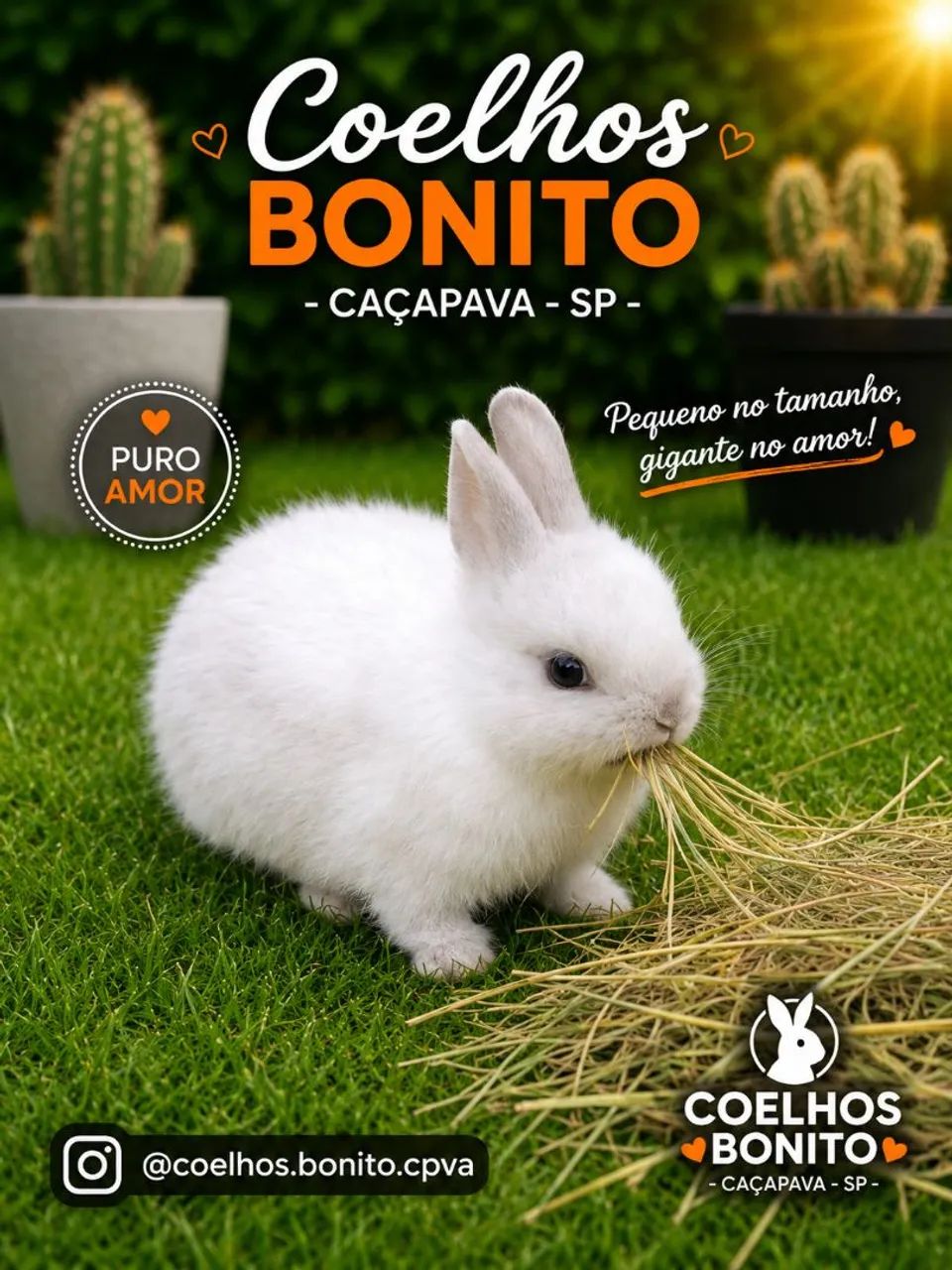  netherland dwarf  coelho anão  - Foto 5
