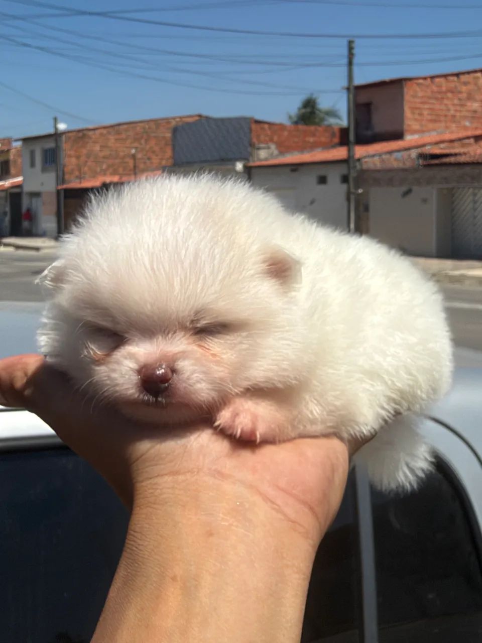 Spitz ( lulu da pomerania )  - Foto 2