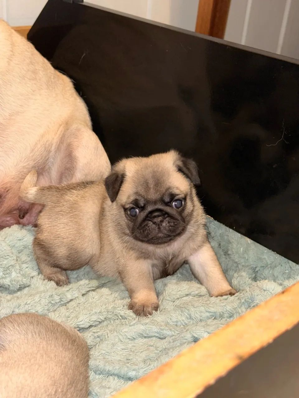 Pug machinho  - Foto 5
