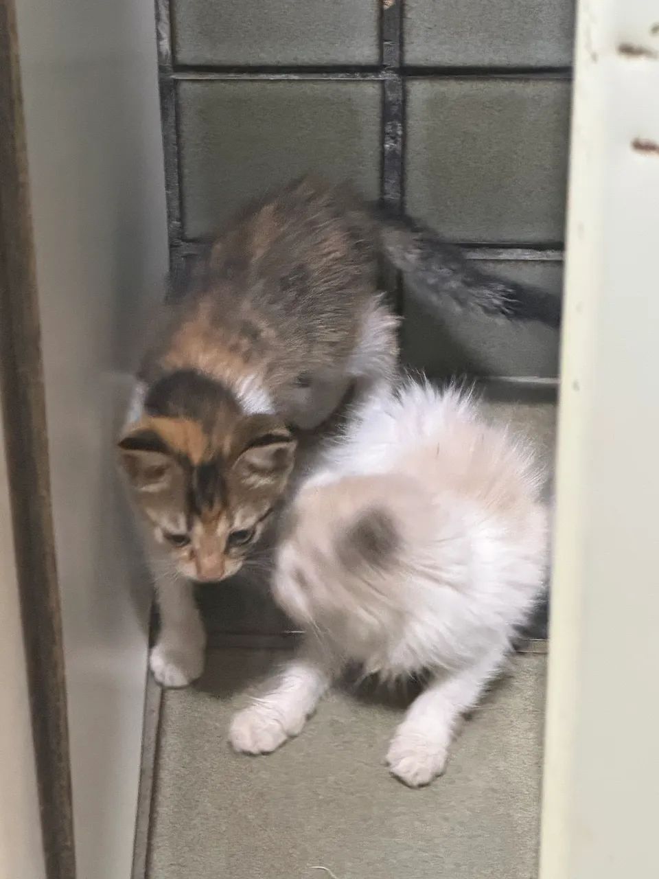 Doação de gatos  - Foto 3