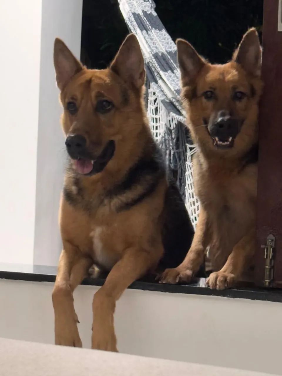 Cachorros - Foto 3