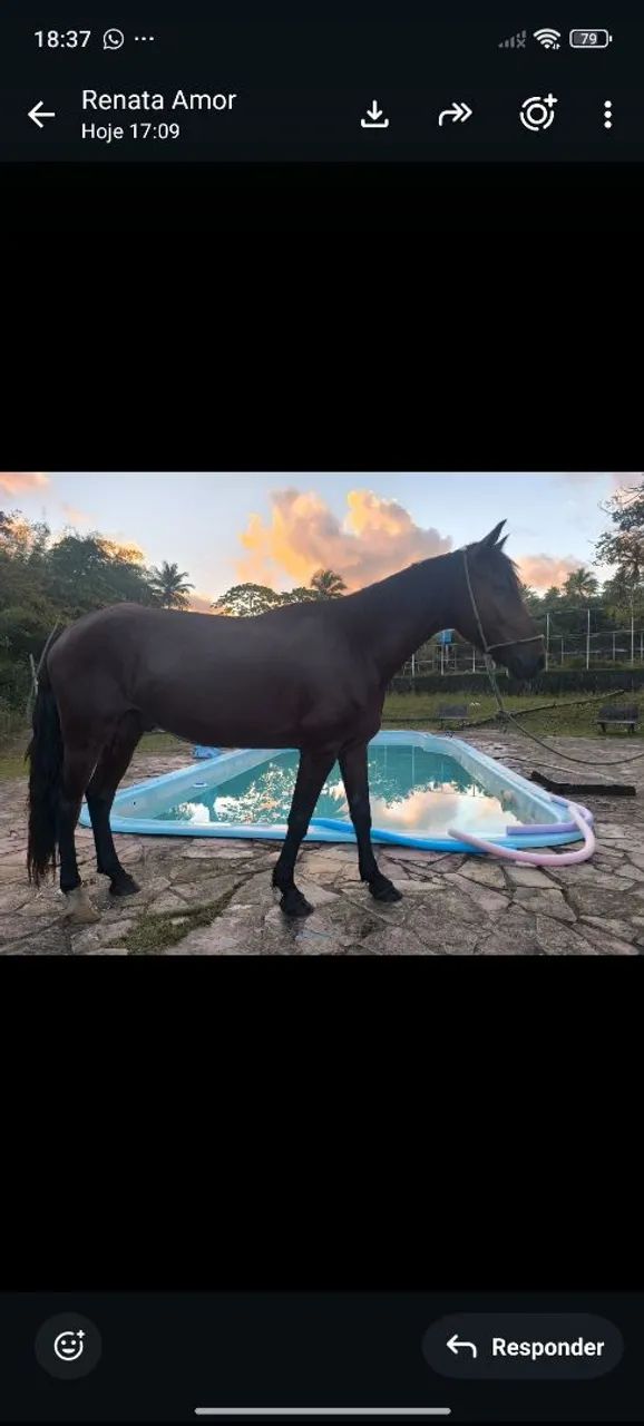 Cavalo Manga Larga  - Foto 2