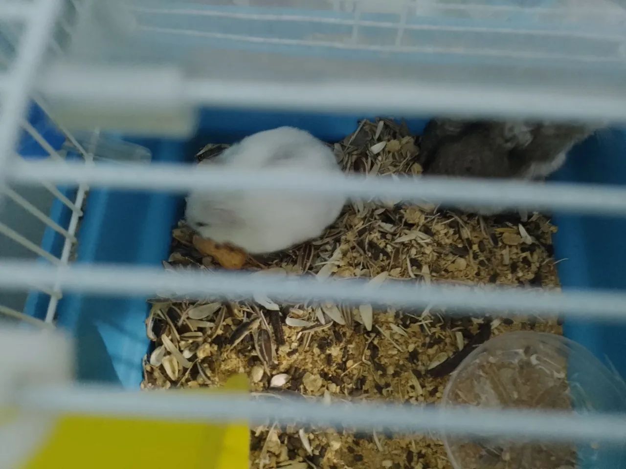 VENDO HAMSTERS 437443713701652481