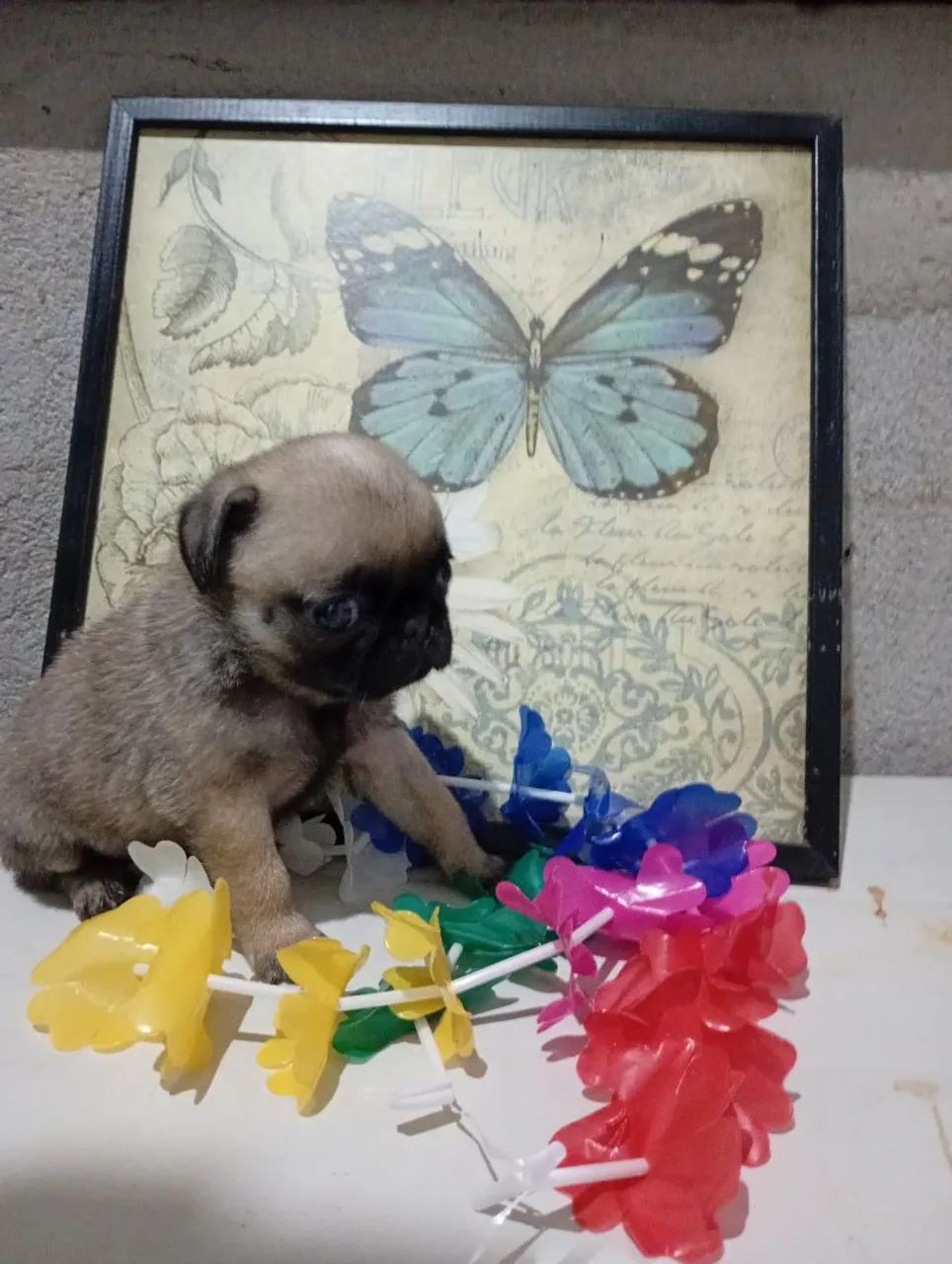 Vendo Pug  - Foto 3