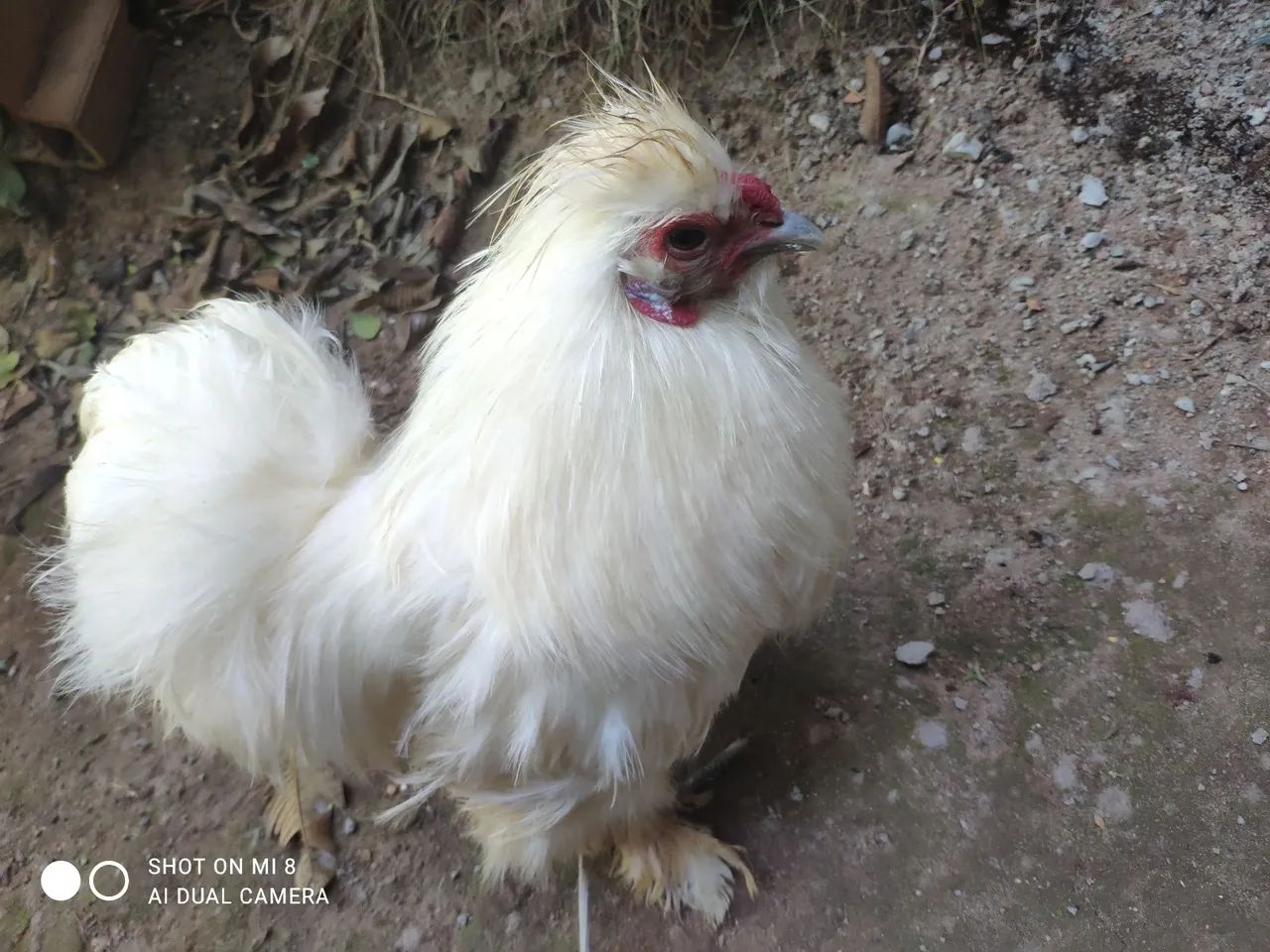 Galo sedoso R$90,00