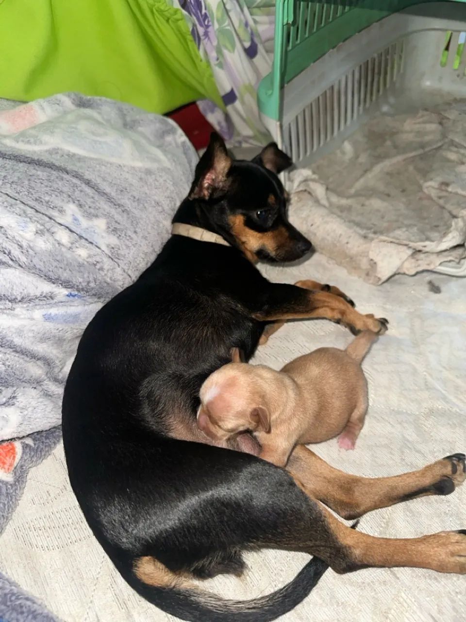 Pinscher 0 com 1 - Foto 4