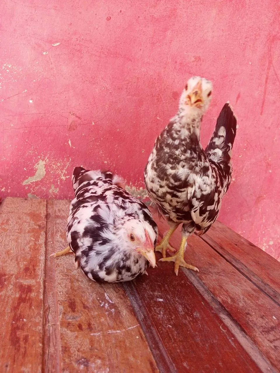 Nagasakis e Mini garnizés  - Foto 3