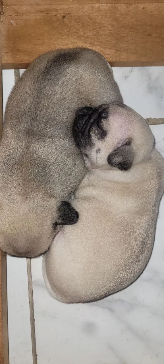 Filhotes de Pug