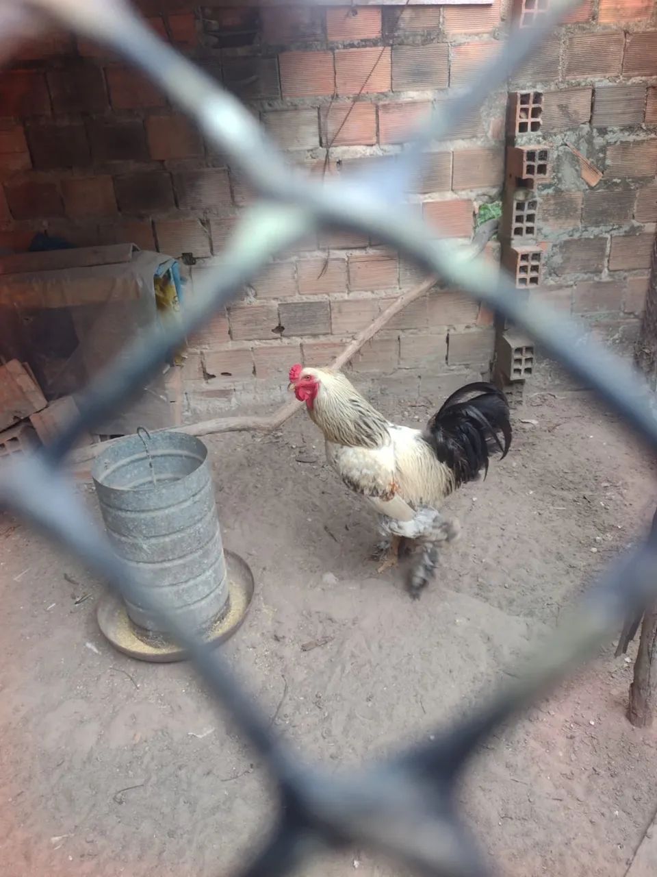 Frangos da raça brama!!!