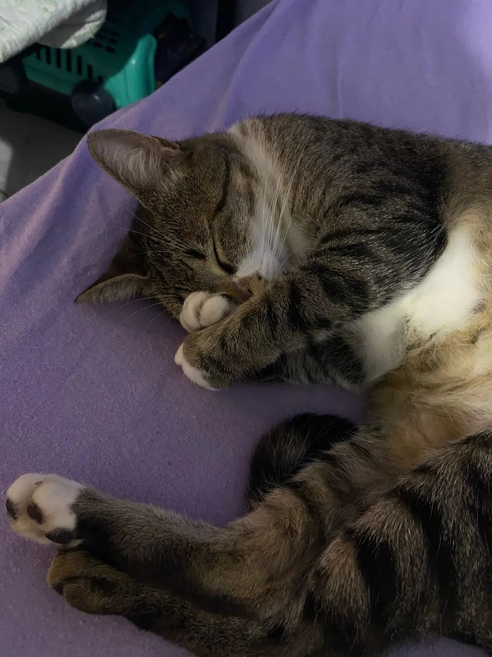 Gatinhas - Foto 4