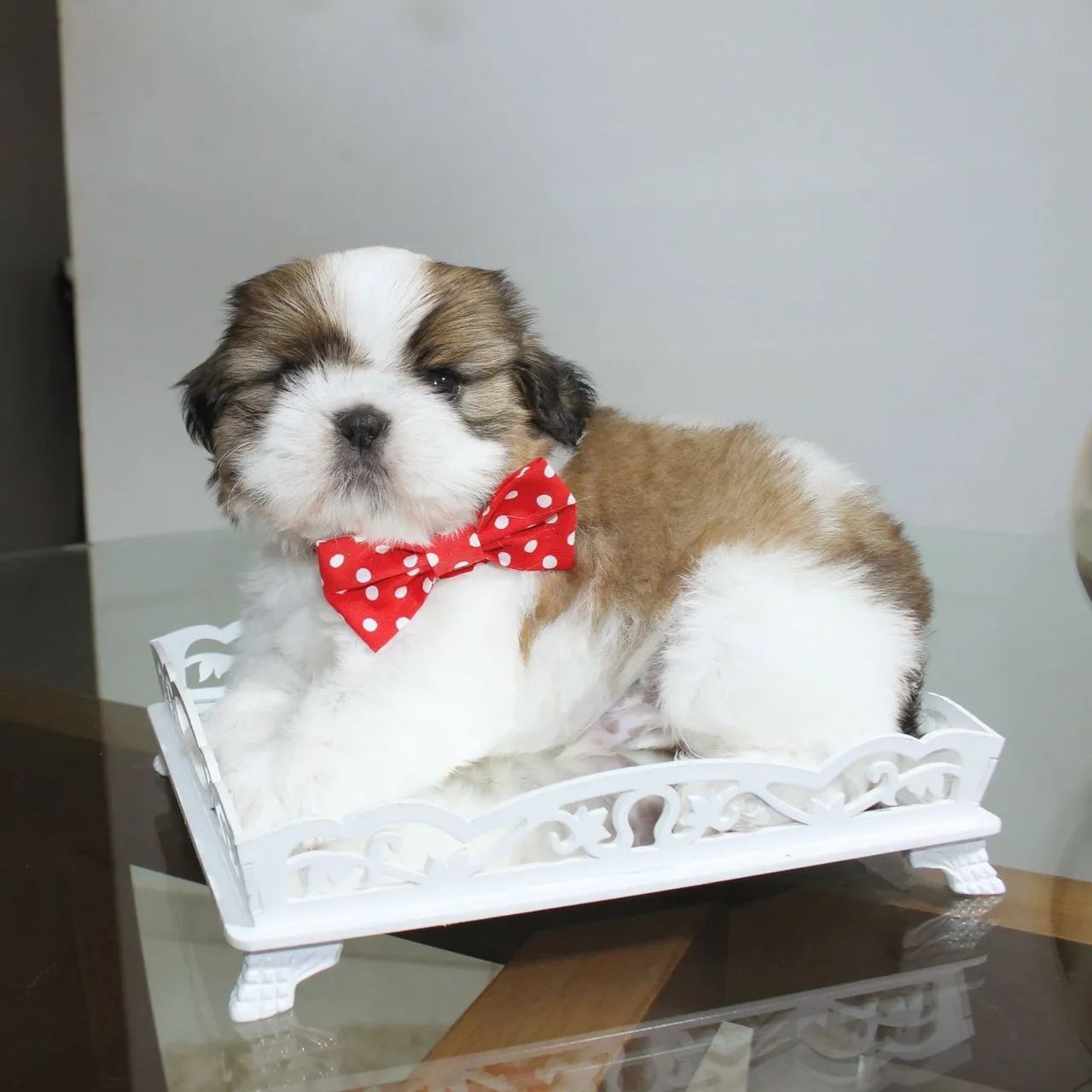 Shihtzu com pedigree  - Foto 2
