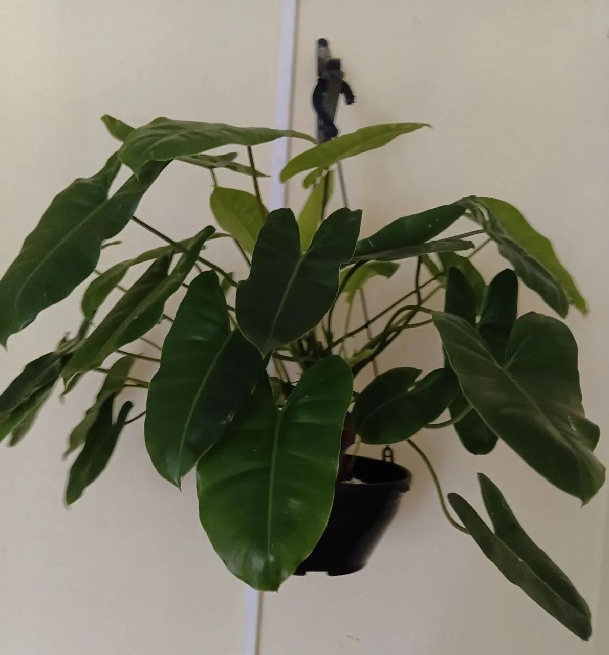 Plantas pendentes  - Foto 3