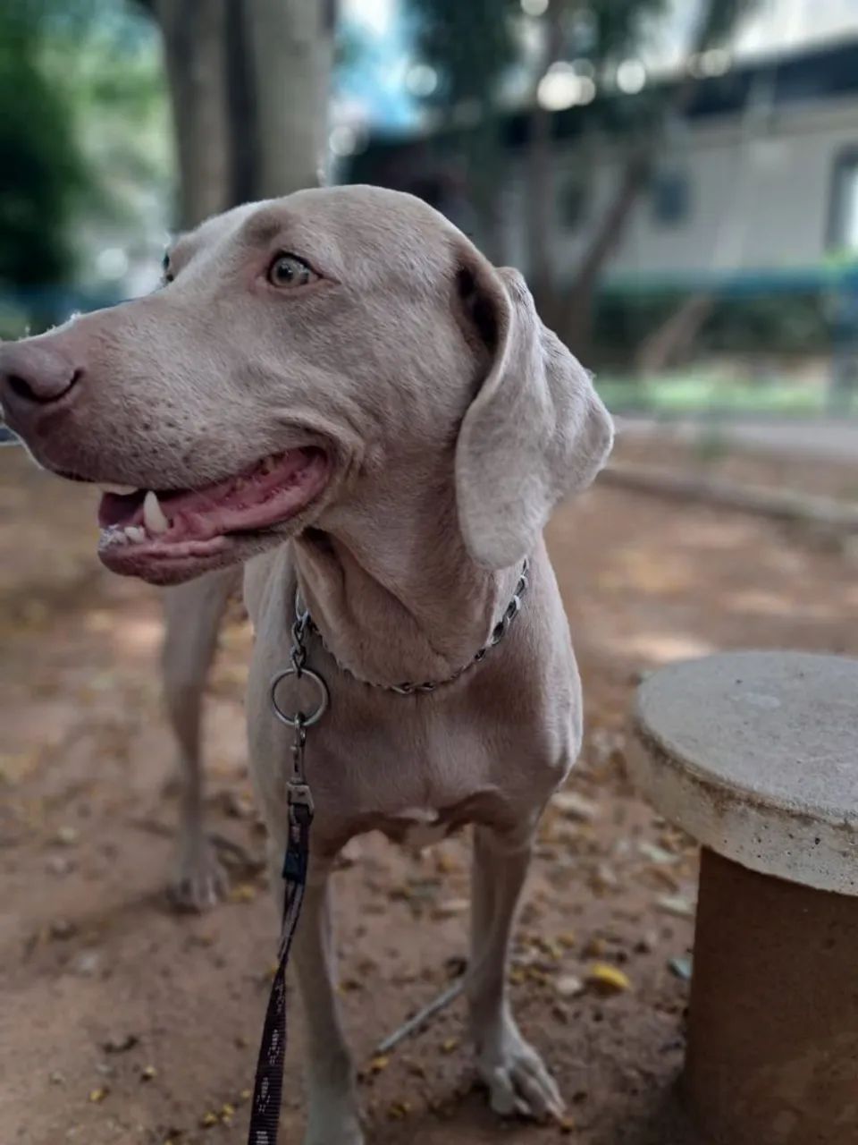 Weimaraner ?