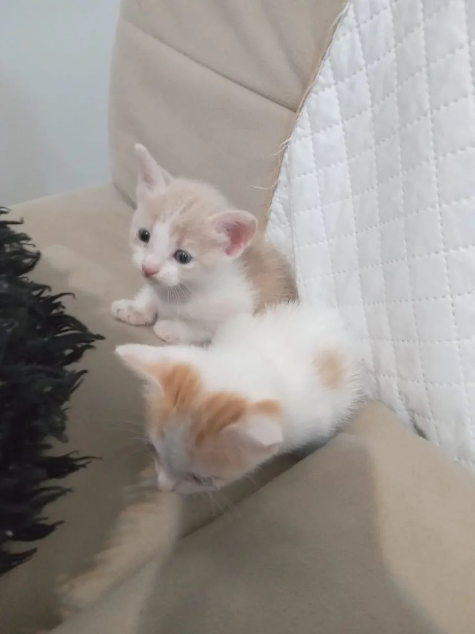 Doa-se filhotes de gato laranja e branco - Foto 3