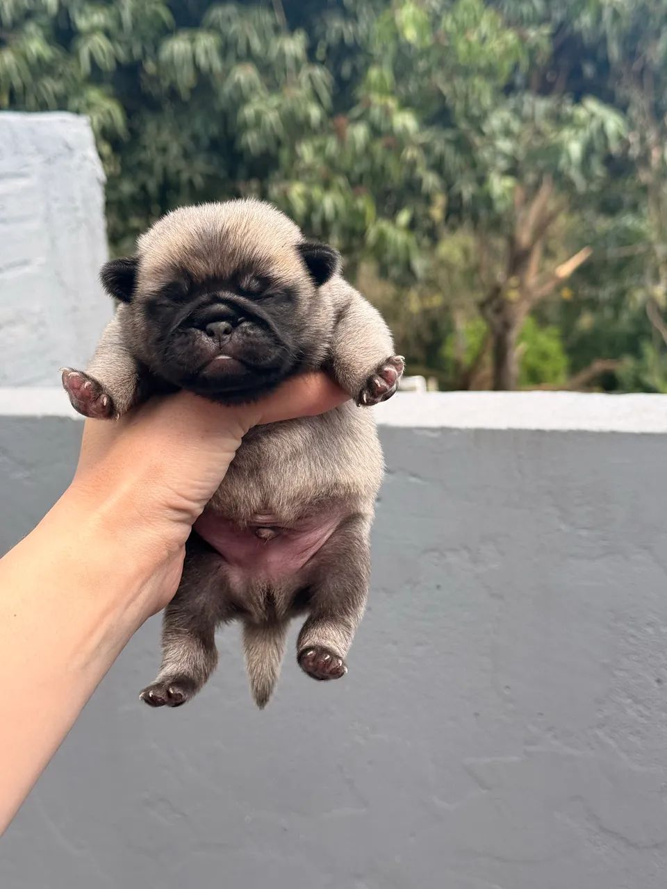 Pug macho  - Foto 2