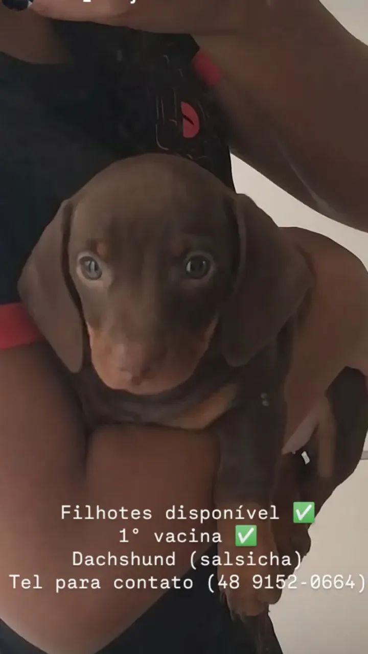 Filhotes de Daschshund  - Foto 4