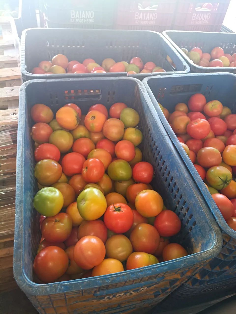 Caixa de tomate direto do produtor cobrimos qualquer orçamento 
