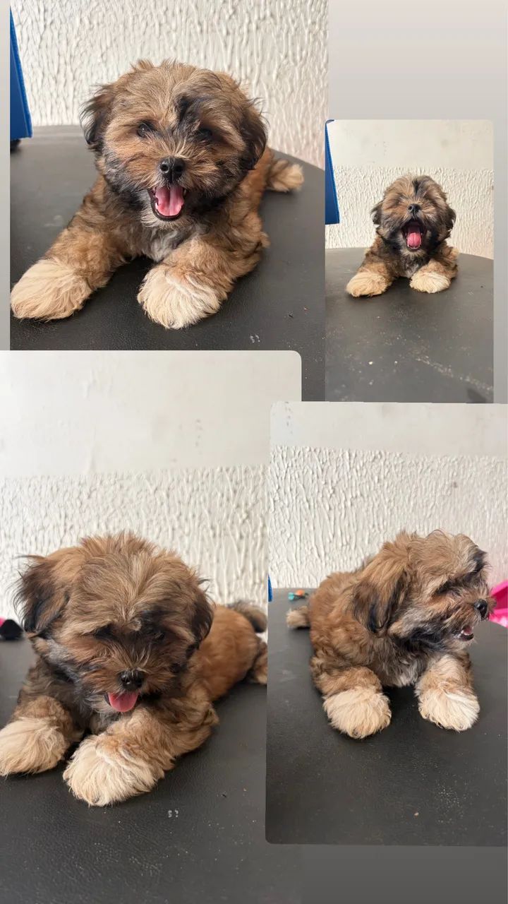 Cachorro - Foto 2