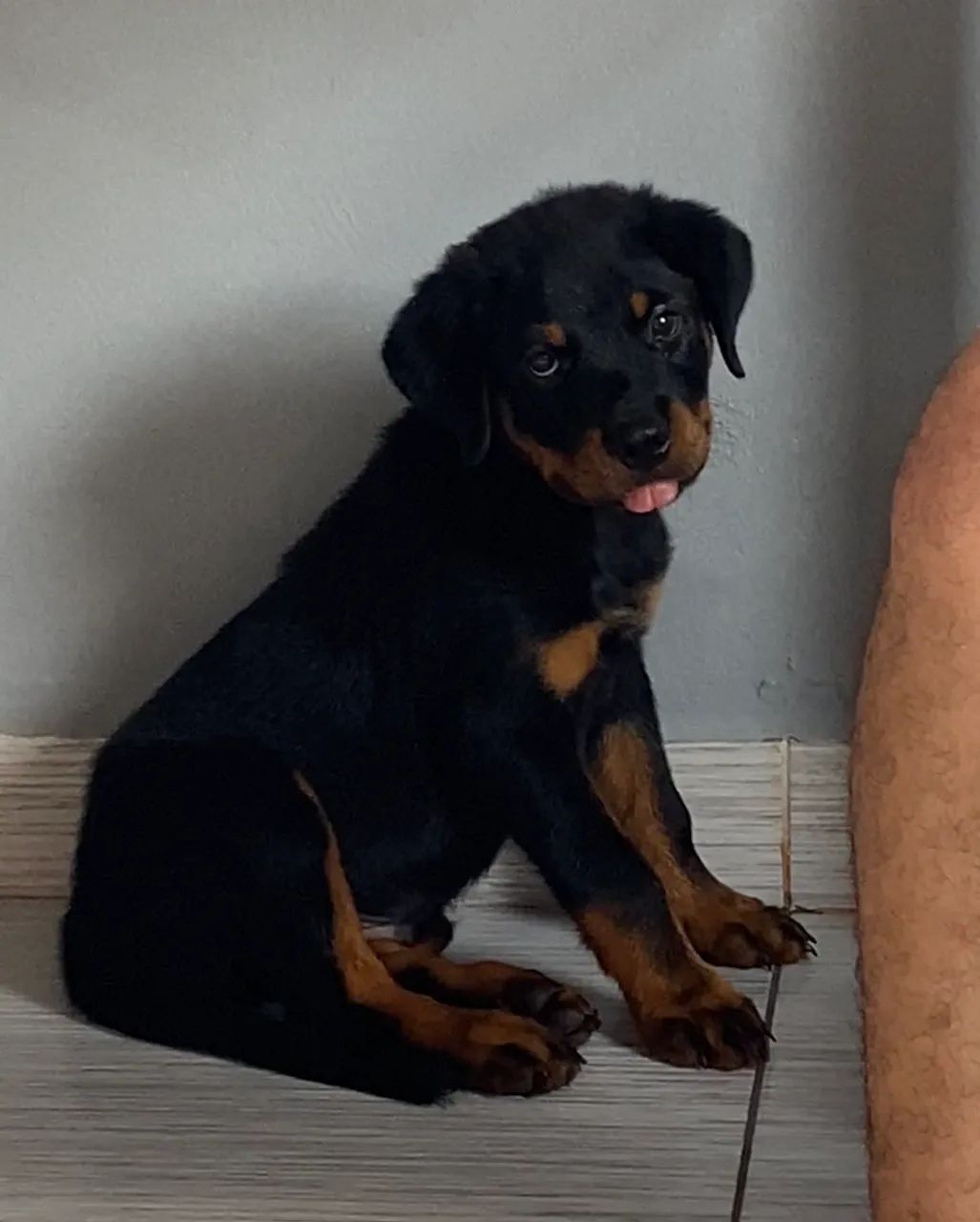 Filhote de Rottweiler - Macho - Foto 3